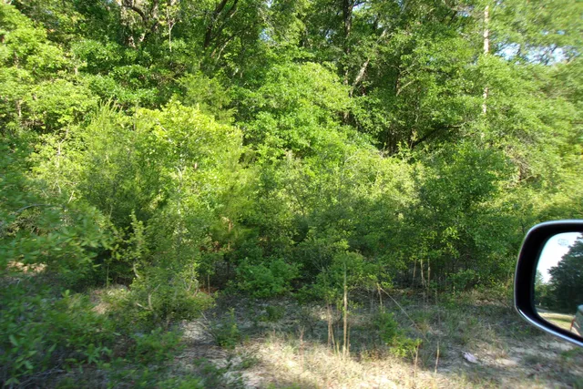 a view of a lake from a forest