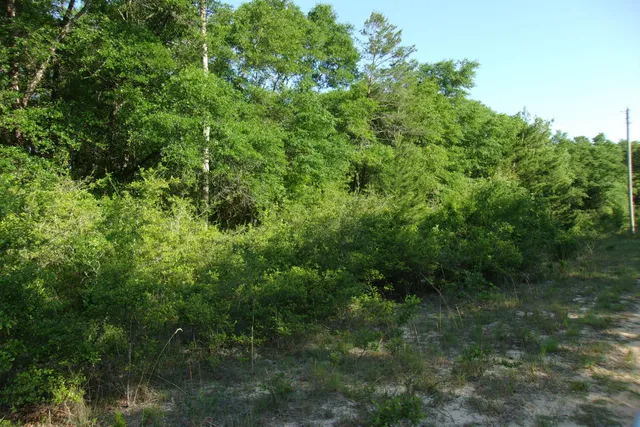 a view of a lush green forest