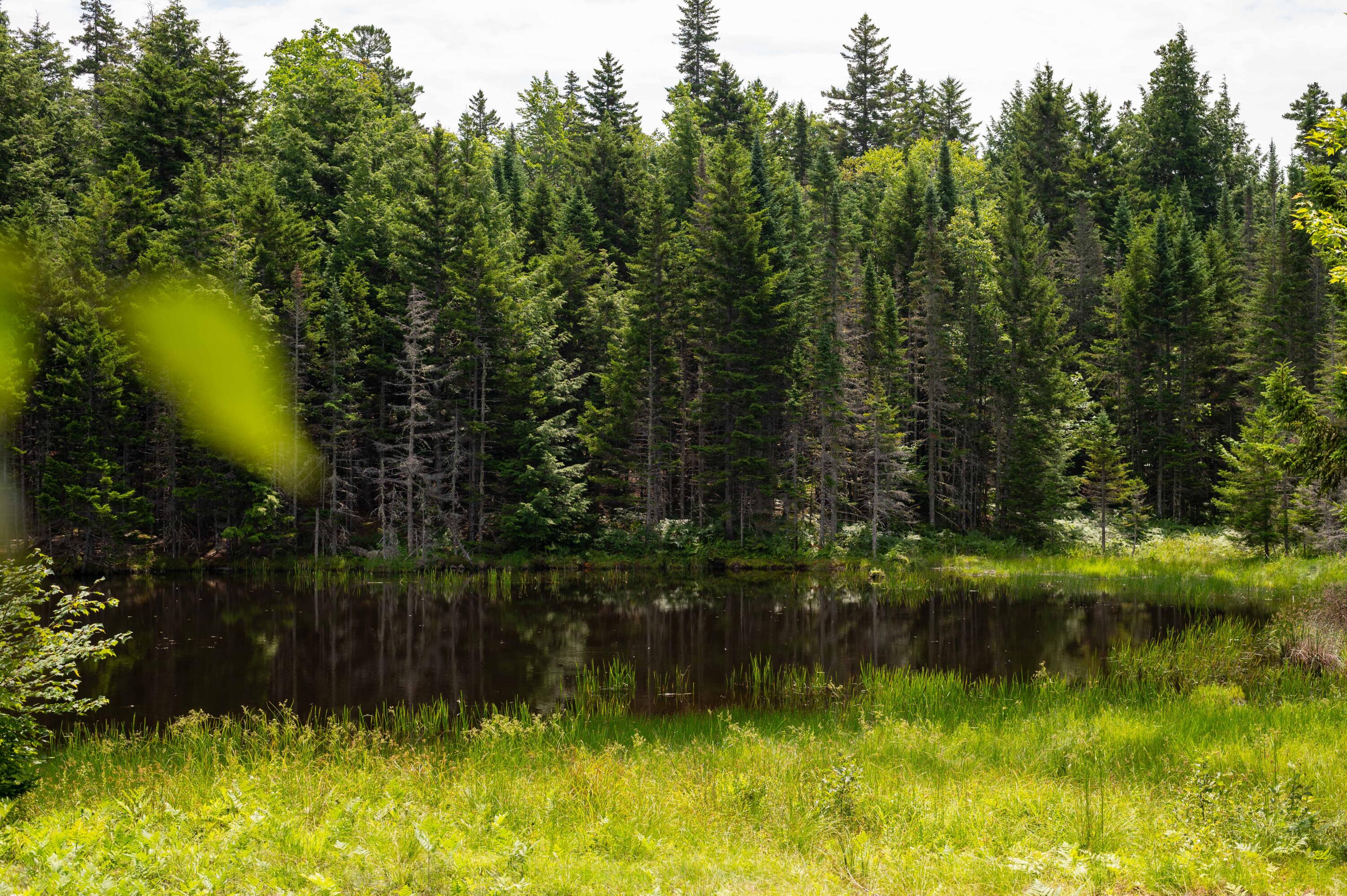 0 West Road Abbot, ME 04406 - Photo 42 of 43 West Rd-45