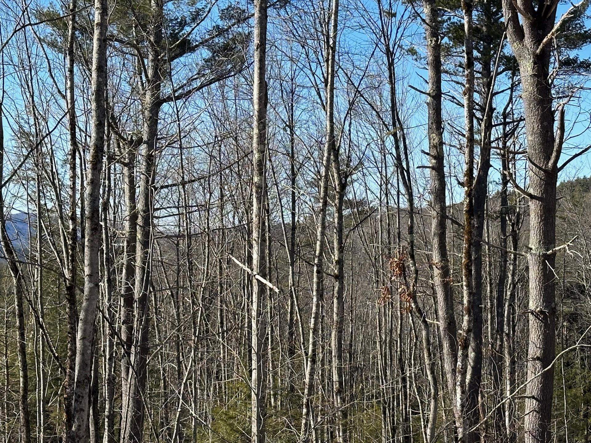 0 Swett Hill Road Freedom, NH 03836 - Photo 2 of 3 Gallery Image 2