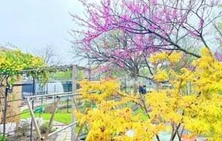 a backyard of a house with large trees