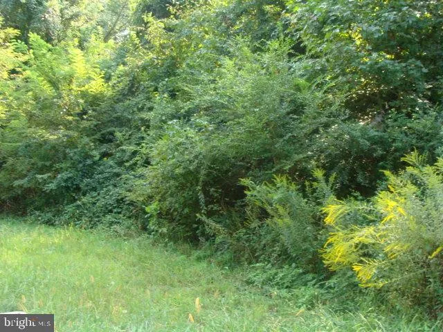 a view of a lush green forest