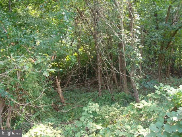 a green field with lots of bushes