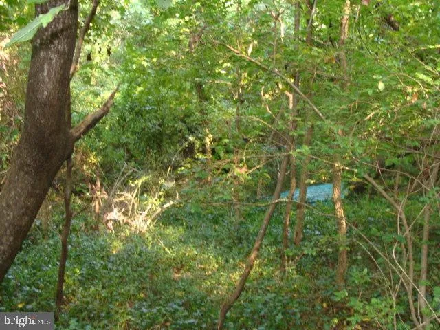 a view of a lush green forest