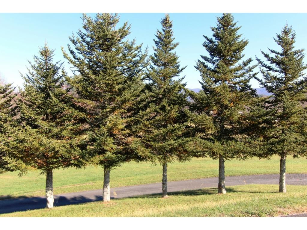 0 Corner Road Mountain City, TN 37683 - Photo 5 of 8 TREES FOR PRIVACY