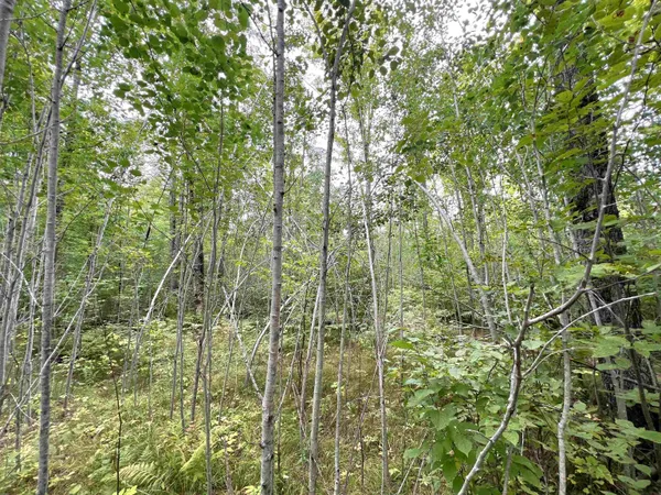 $44,900 | 5.56-acres 5.56-acres On Star Lake, Crandon, WI 54520