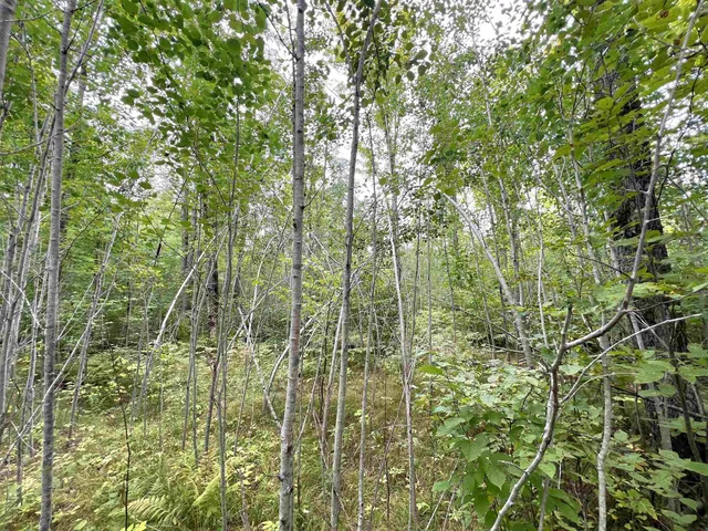 $49,900 | 5.56-acres 5.56-acres On Star Lake, Crandon, WI 54520