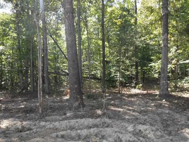 a view of a forest with trees