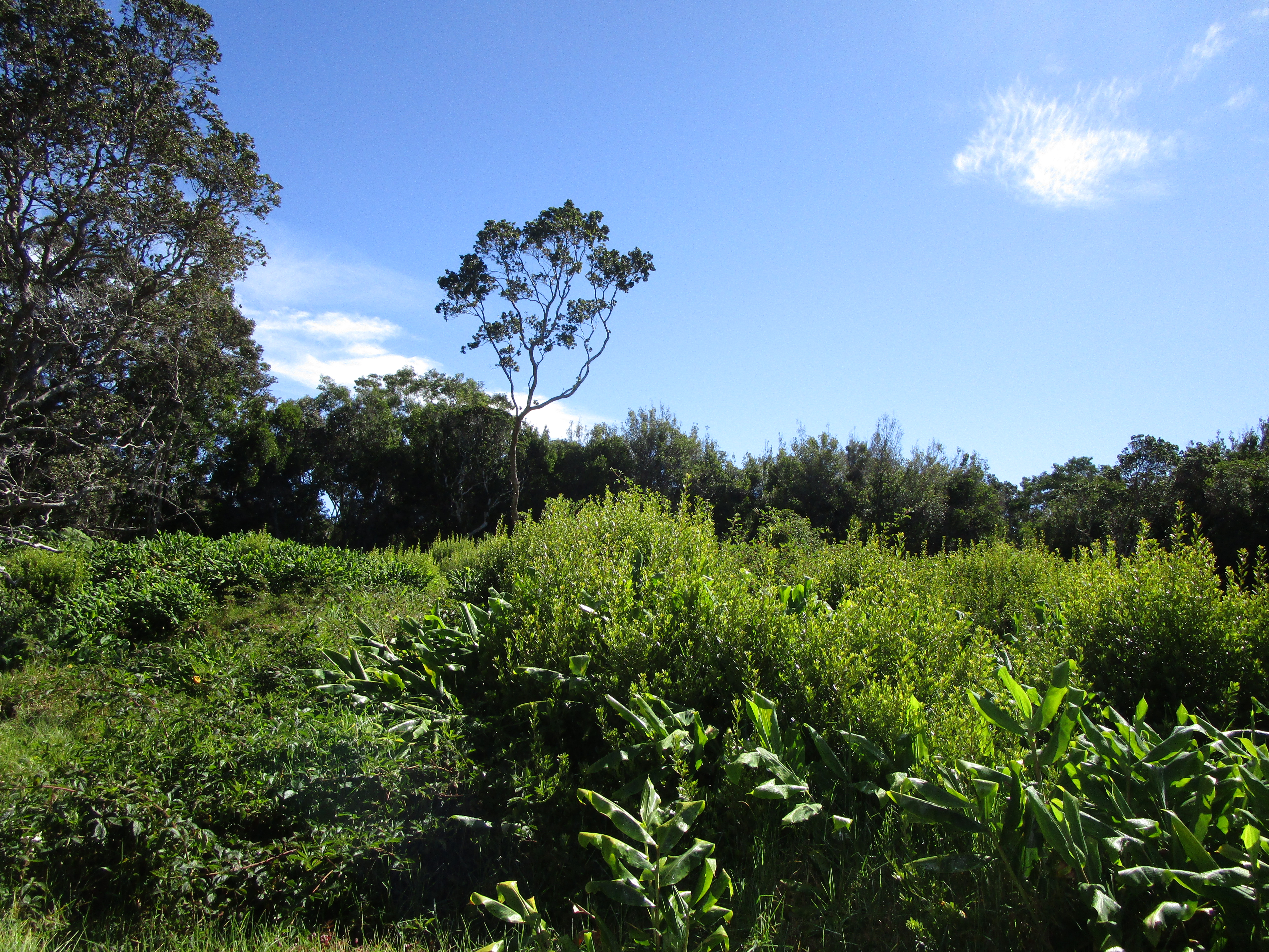 240 Pukeawe Circle Volcano, HI 96785 - Photo 1 of 3 a view of a yard