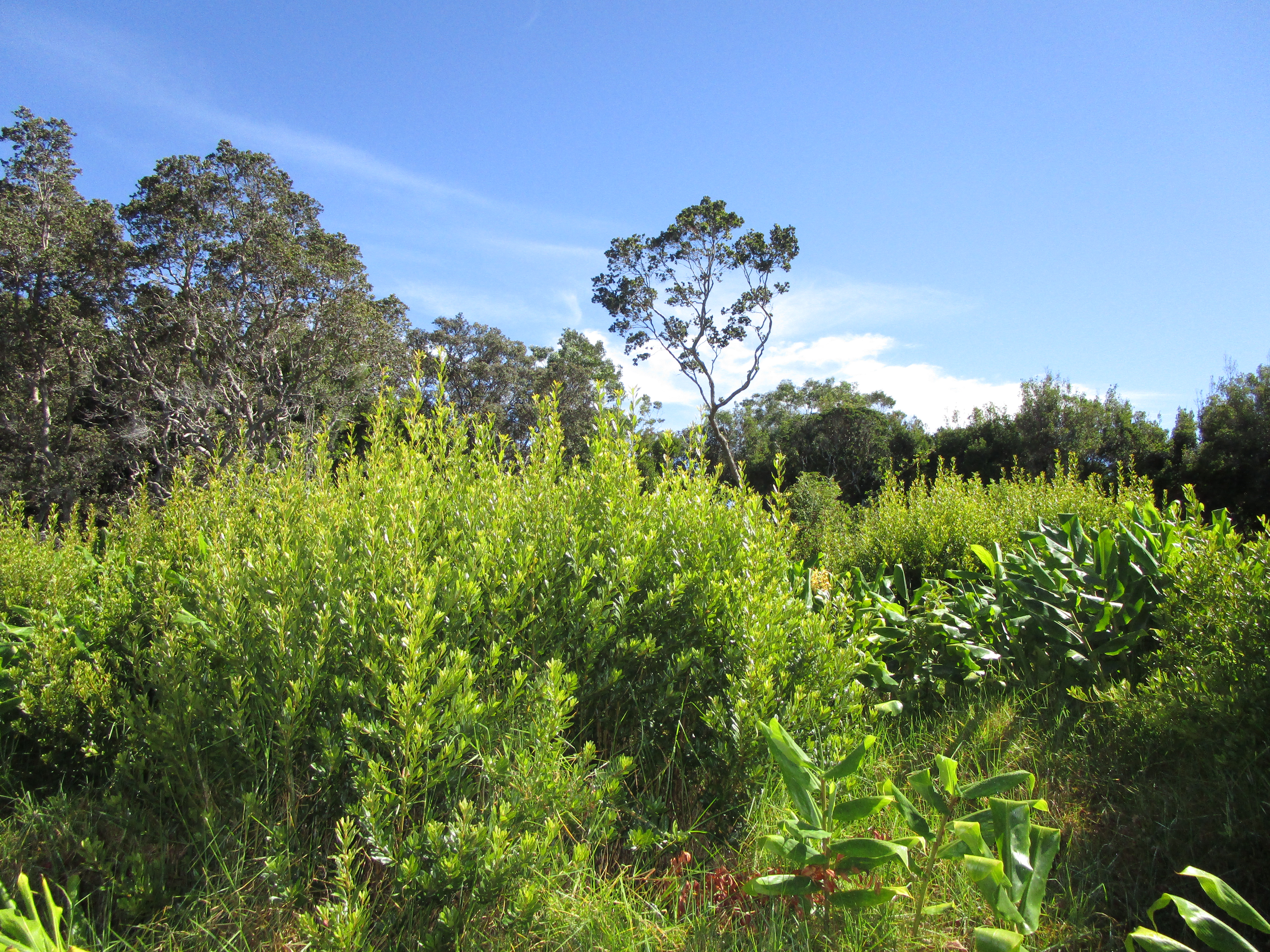 240 Pukeawe Circle Volcano, HI 96785 - Photo 2 of 3 a view of a lush green field