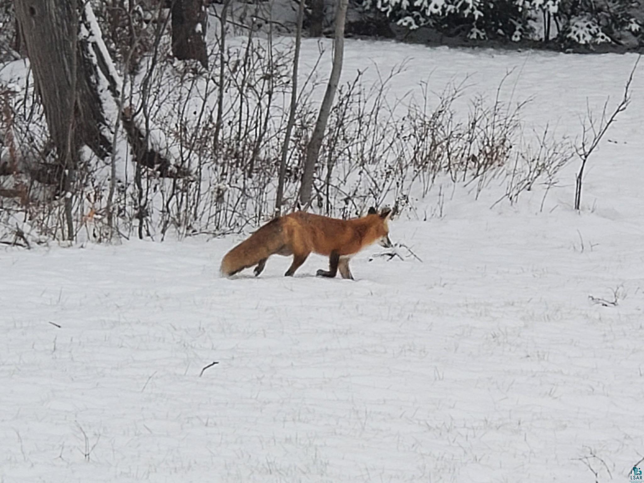 13462 Villa Road Ely, MN 55731 - Photo 45 of 68 Wildlife