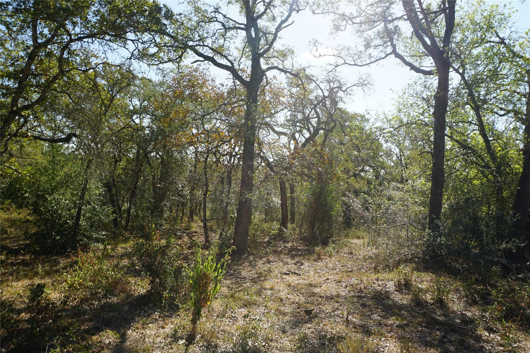 0 Old Seguin Luling Road Kingsbury, TX 78638 - Photo 25 of 27 a view of a forest with trees in the background