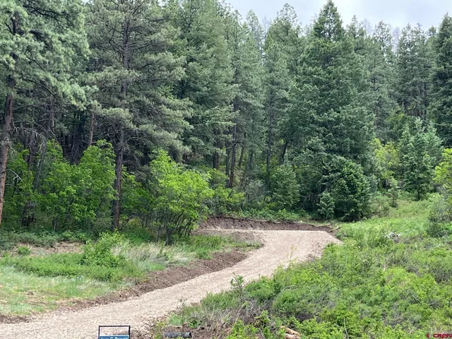 a view of a forest with trees in front of it