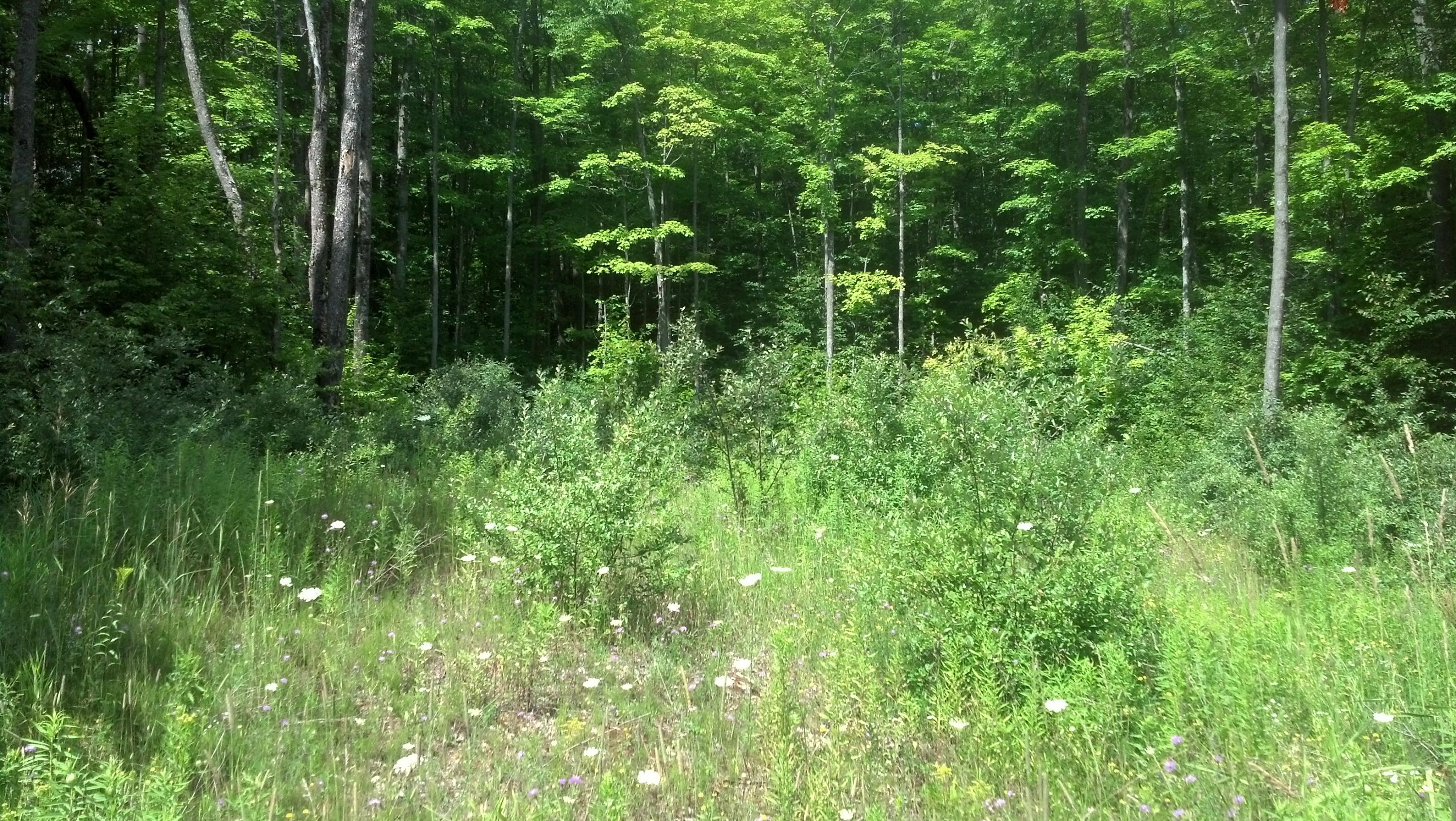 3091 North Weaver Road Fairview, MI 48621 - Photo 1 of 5 Gallery Image 1