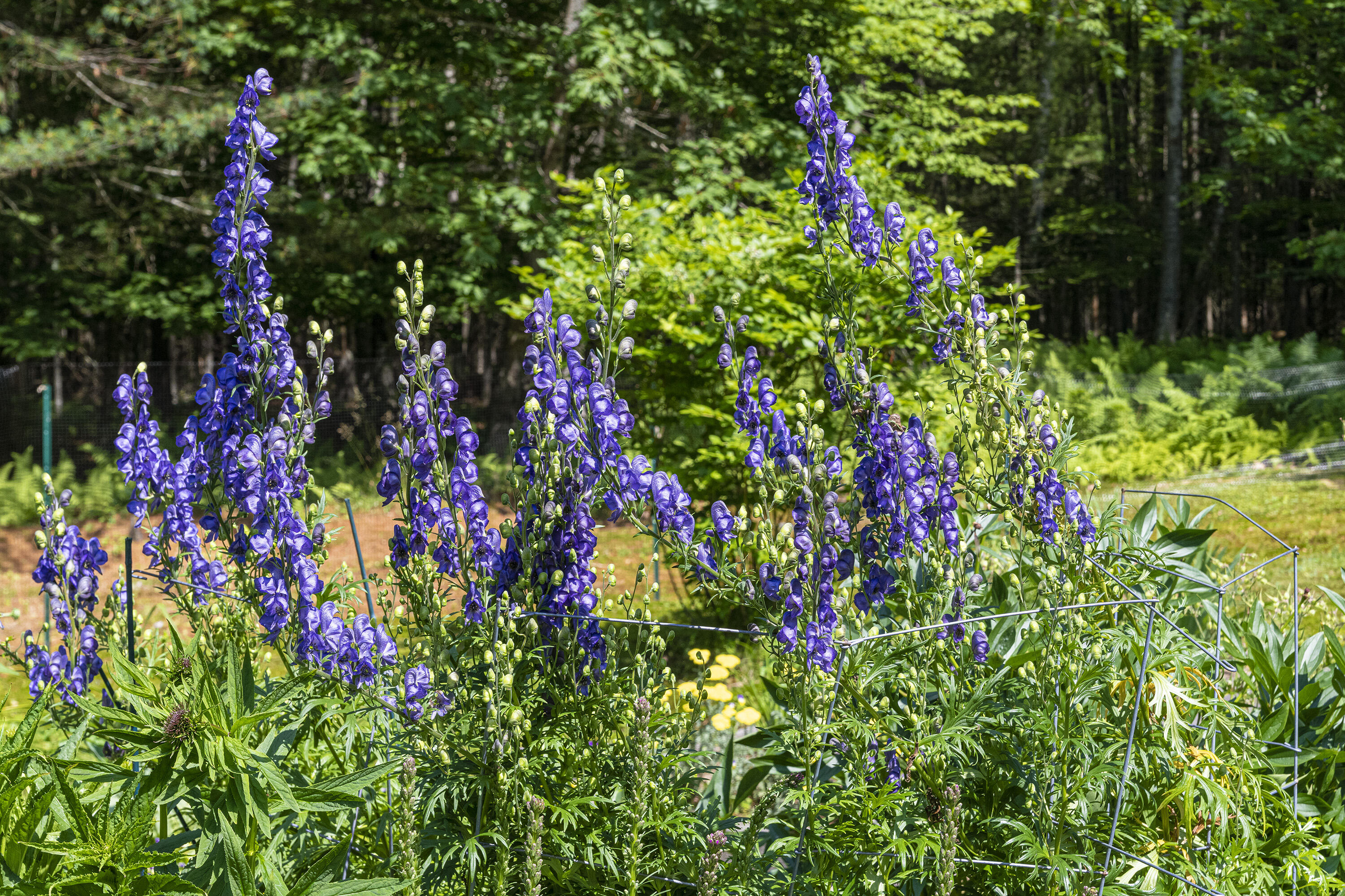 173 Denbow Road St. Albans, ME 04971 - Photo 52 of 83 77_173DenbowRd_BoothMailman