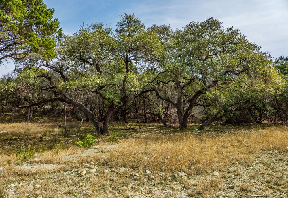 6026 Sentry Point Fischer, TX 78623 - Photo 13 of 16 Beautiful canopies of oaks