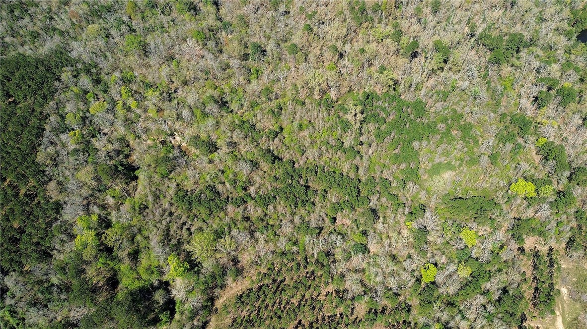 0 FM 1012 North Newton, TX 75966 - Photo 3 of 3 a close up of a plant