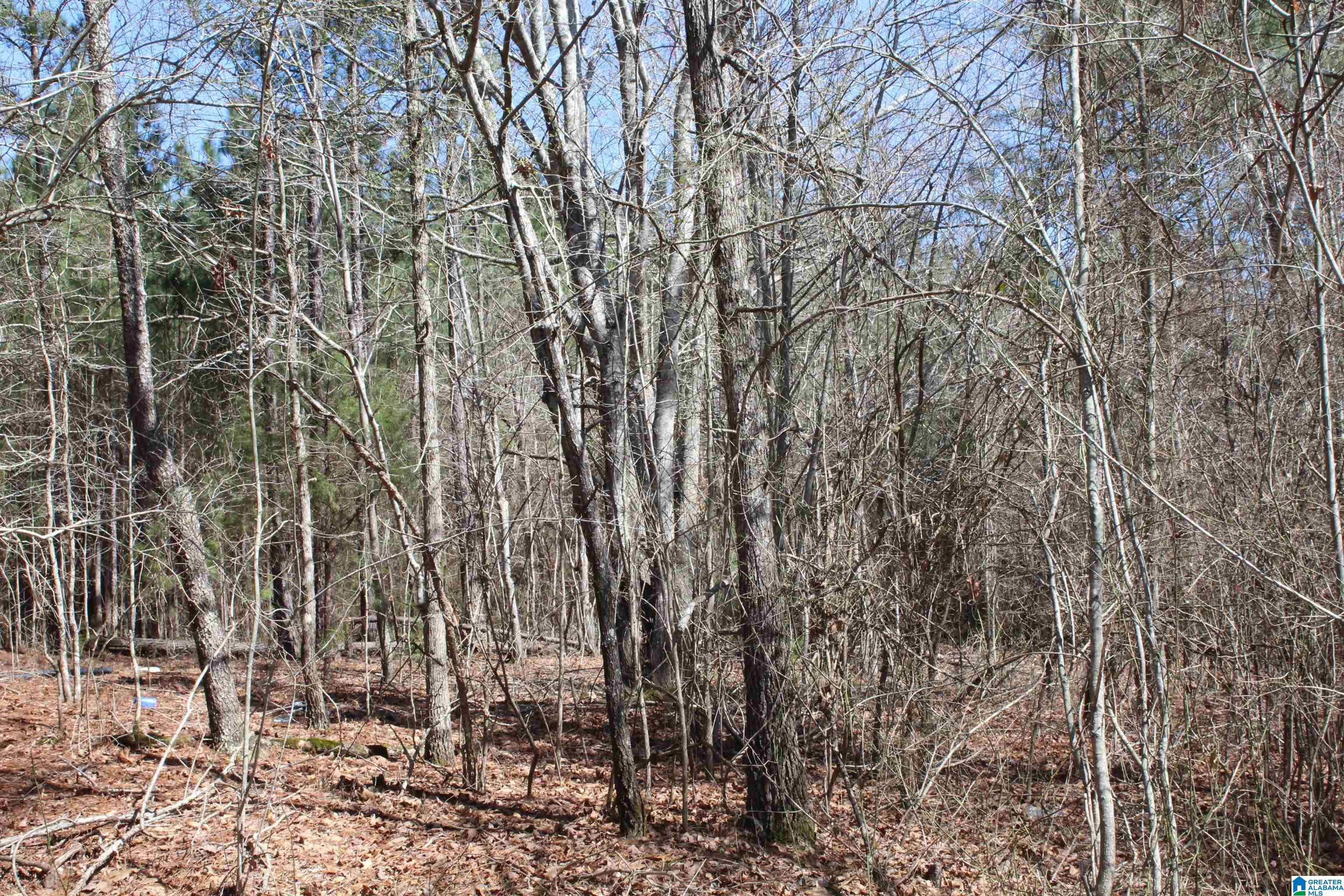 518 County Road, Unit 33 859ACRES Woodland, AL 36280 - Photo 31 of 32