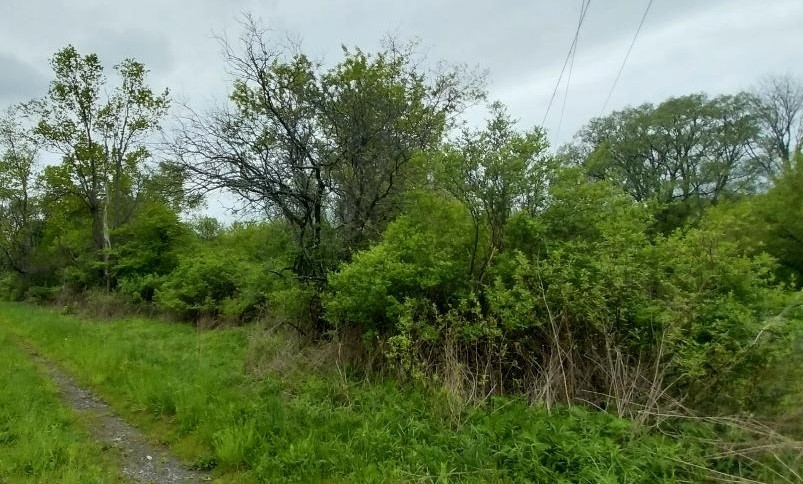 0 Walpole Road Groton, NY 13073 - Photo 4 of 5