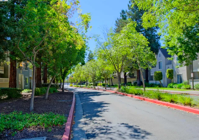 a street view with tall trees