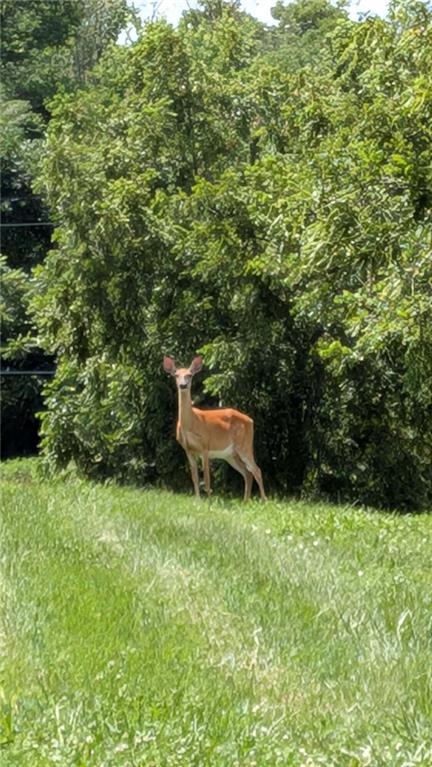 29706 East Easley Road Lee's Summit, MO 64086 - Photo 80 of 85