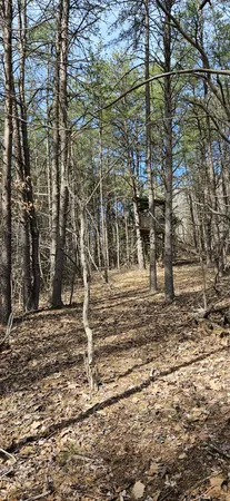 a view of a yard with trees