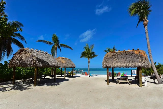 a street view with palm trees