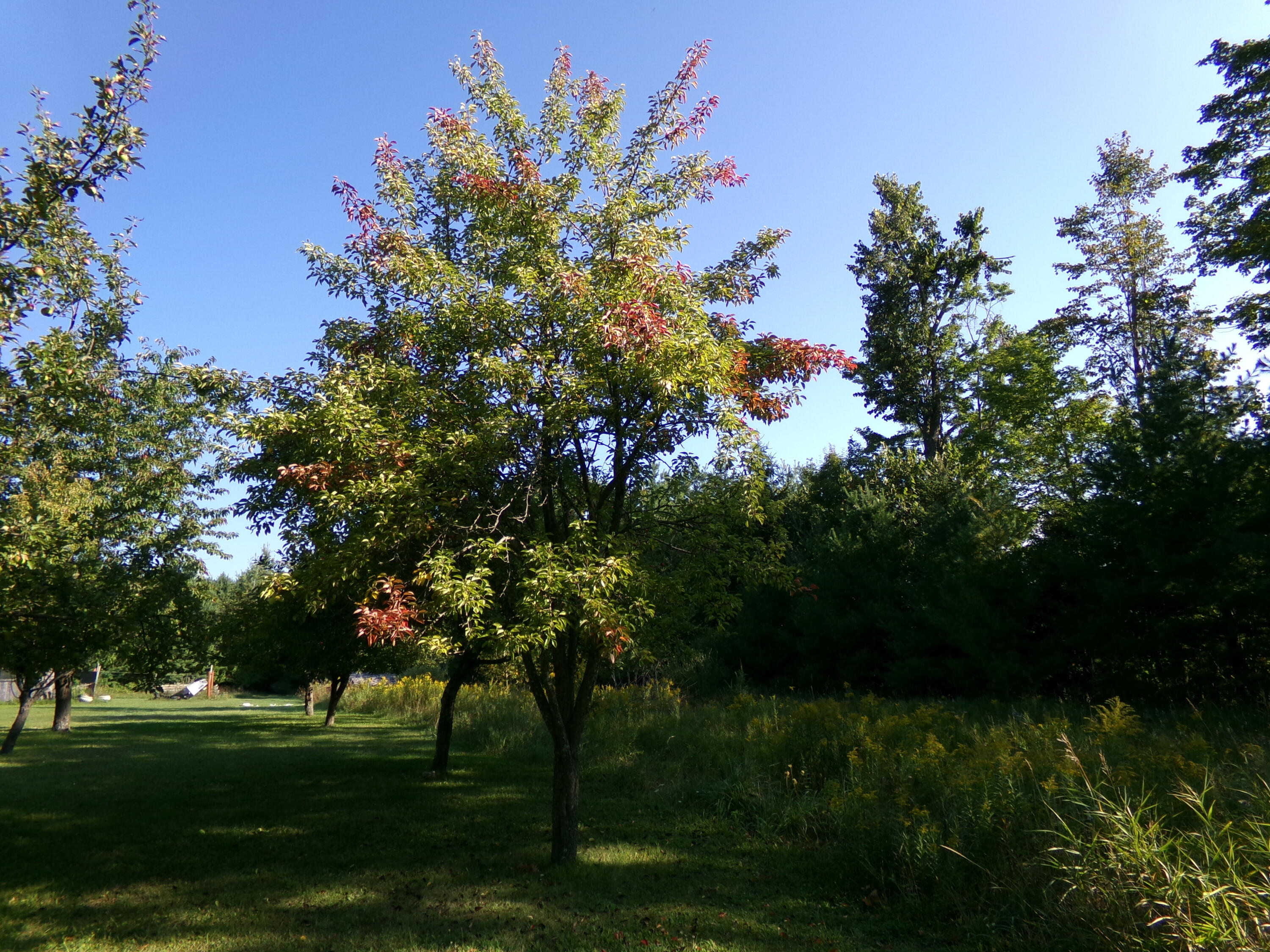 9901 Bolton Road Posen, MI 49776 - Photo 26 of 60 100_0065