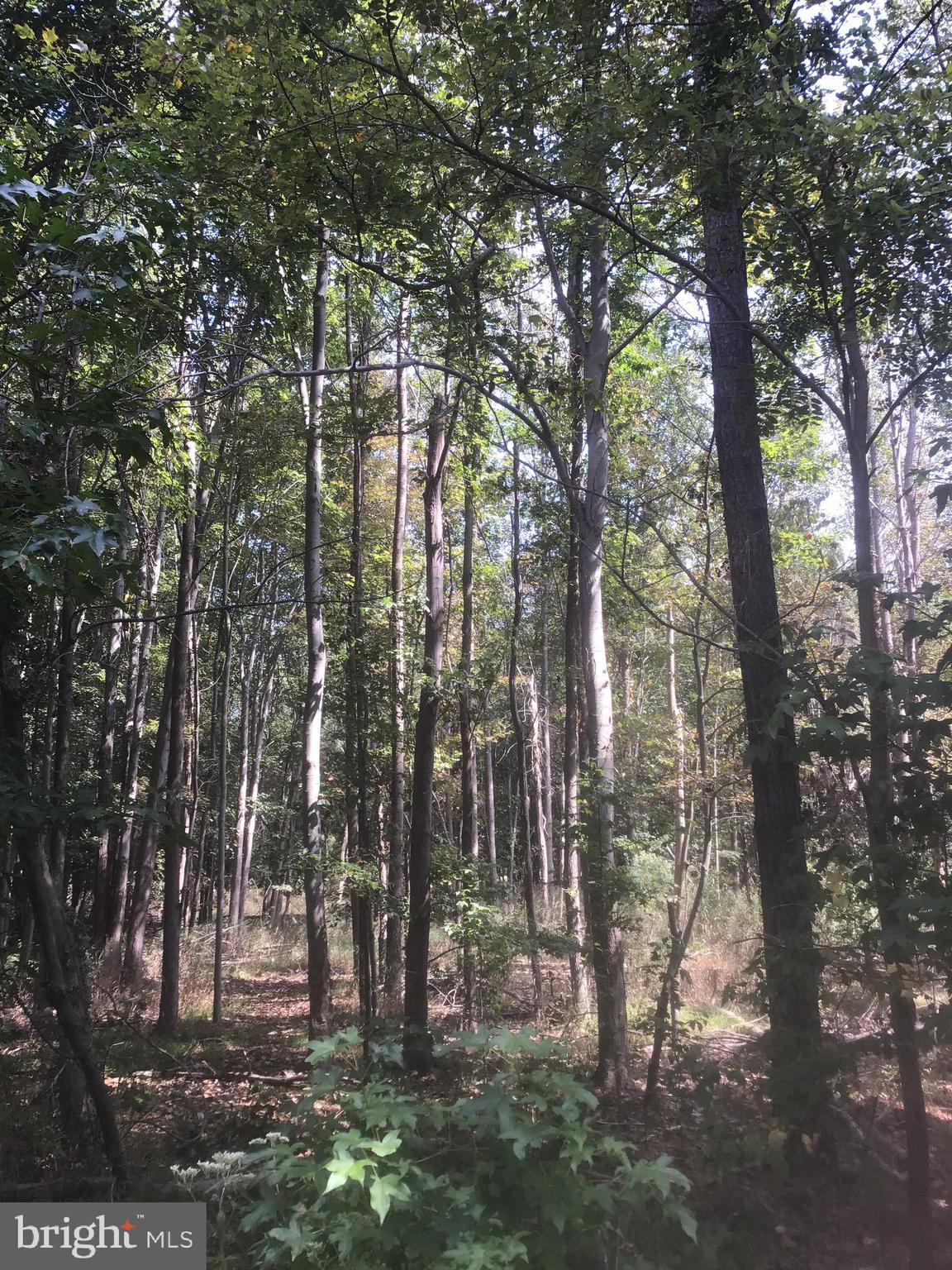 5903 Deale Beach Road, Unit LOT 2 Deale, MD 20751 - Photo 4 of 10 Gallery Image 4