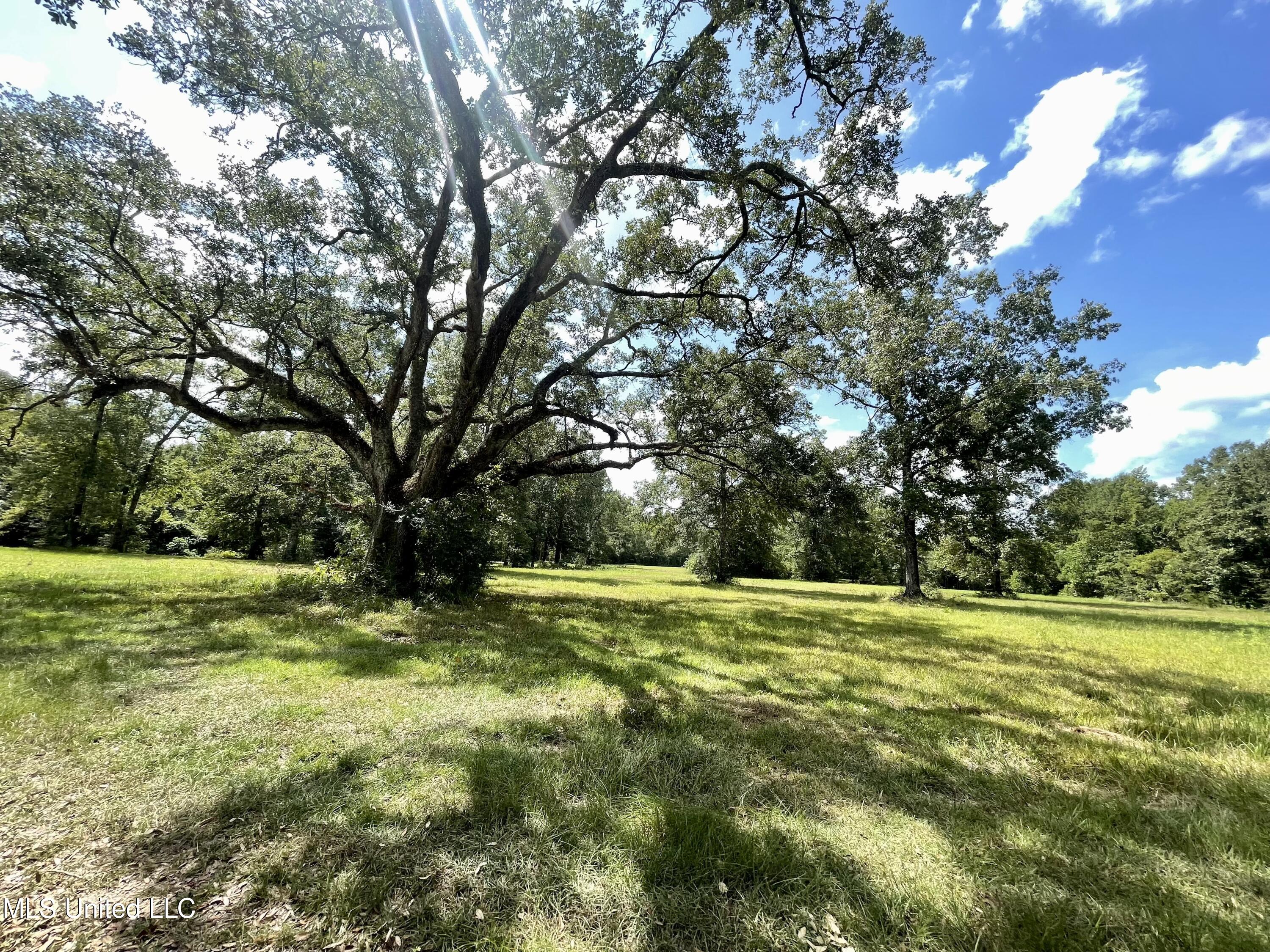 17 Hammock Road Carriere, MS 39426 - Photo 2 of 9 IMG_9630