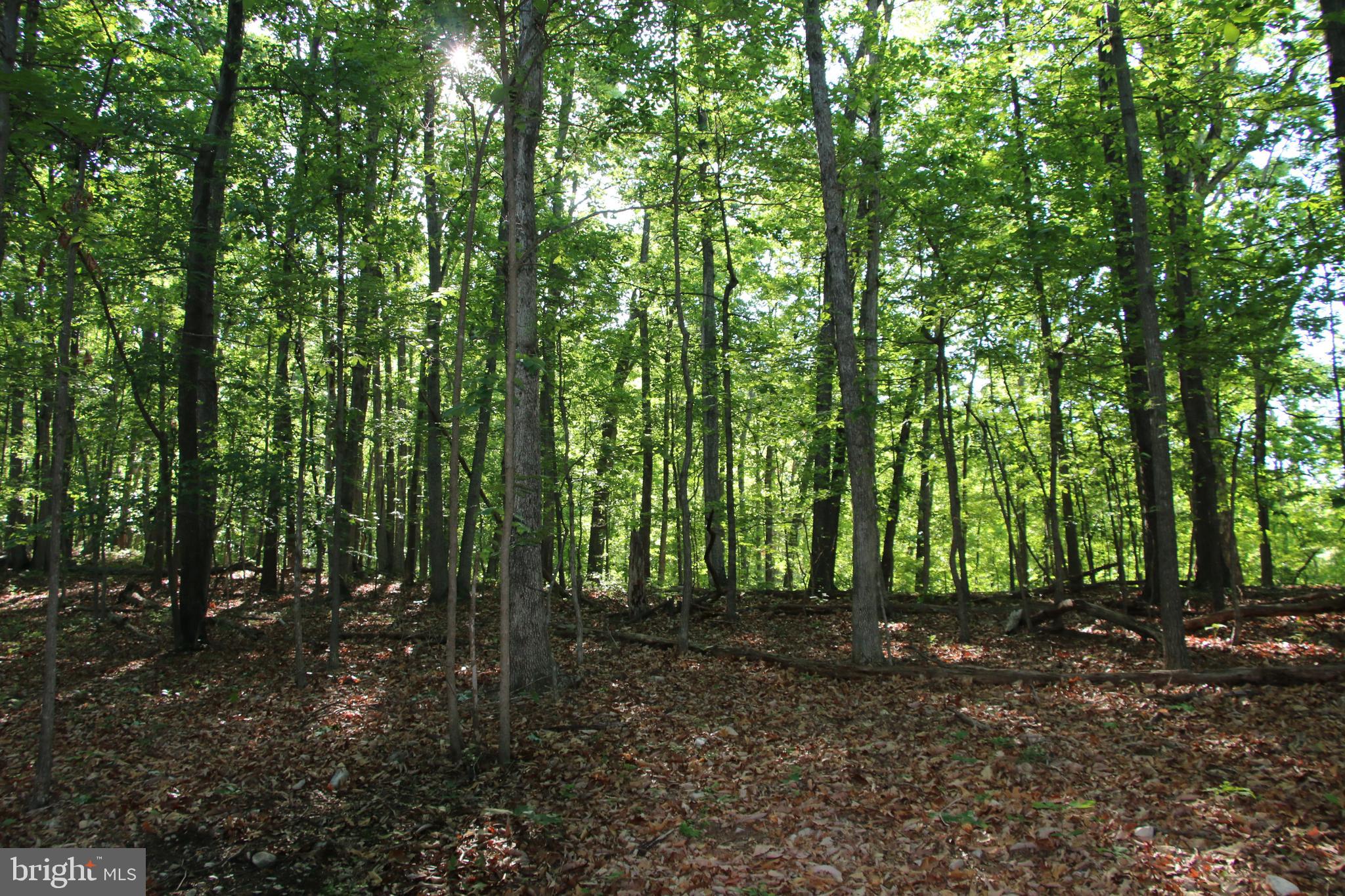Naked Creek Road Elkton, VA 22827 - Photo 13 of 41