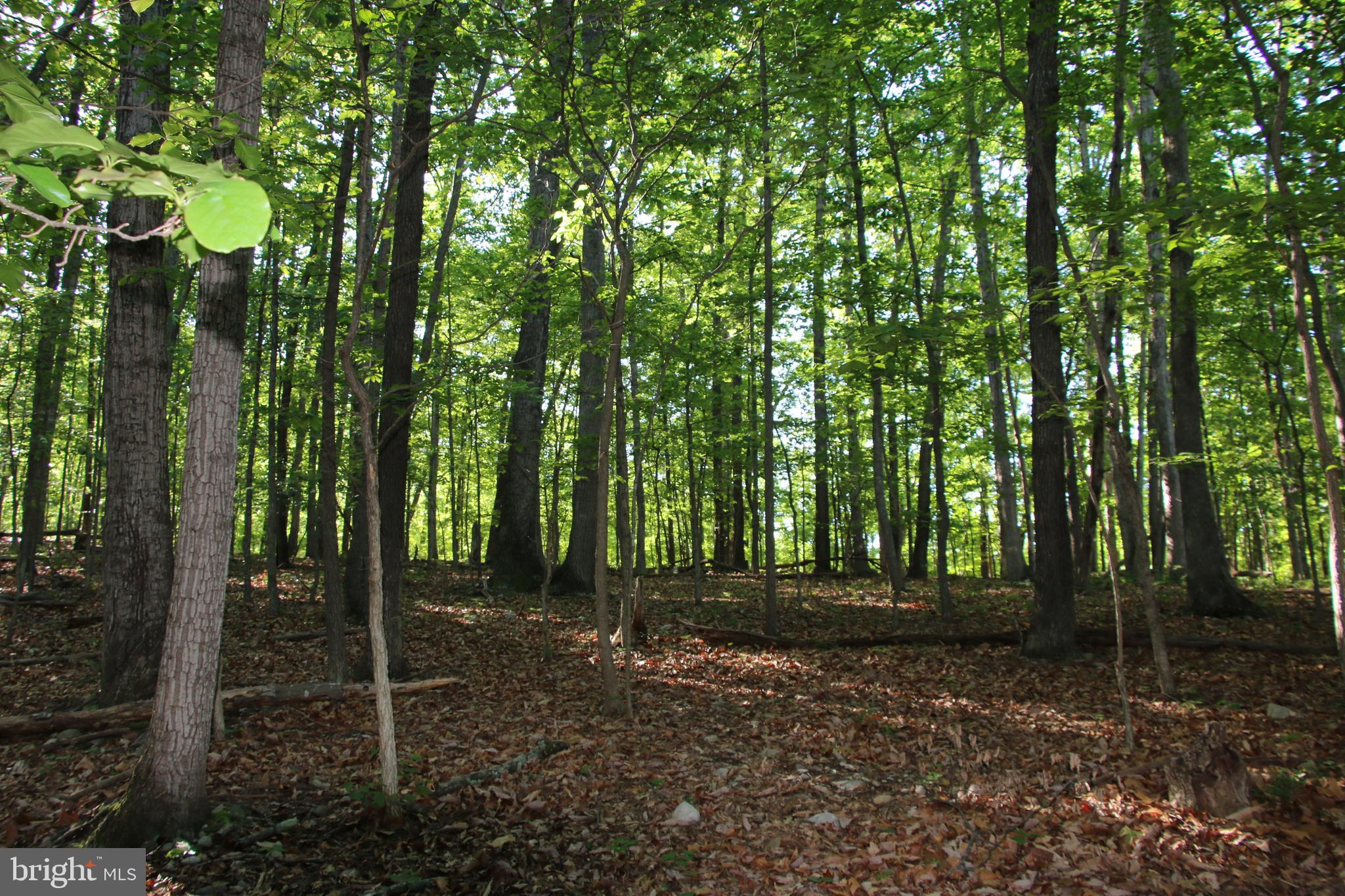 Naked Creek Road Elkton, VA 22827 - Photo 16 of 41