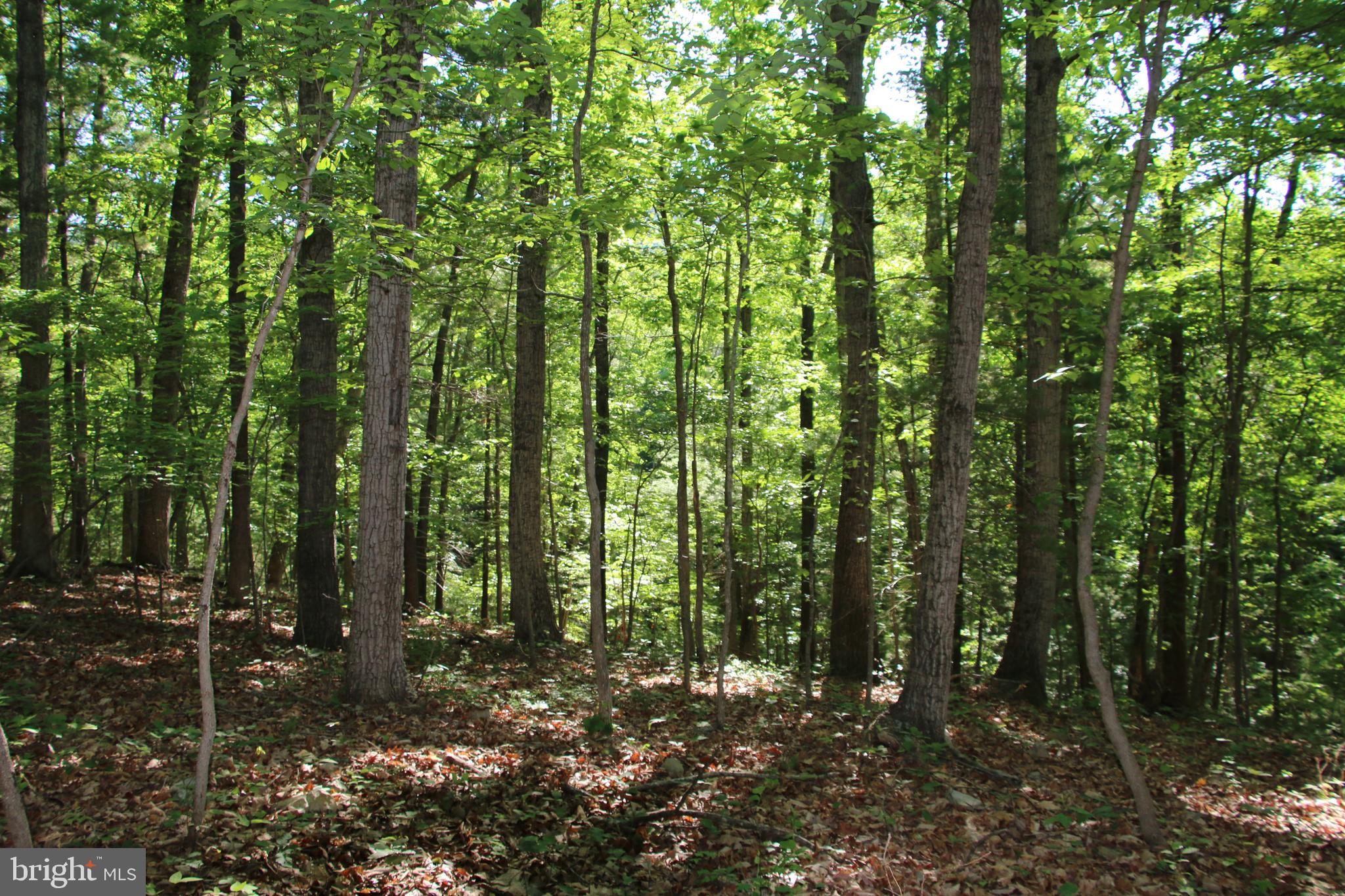 Naked Creek Road Elkton, VA 22827 - Photo 20 of 41