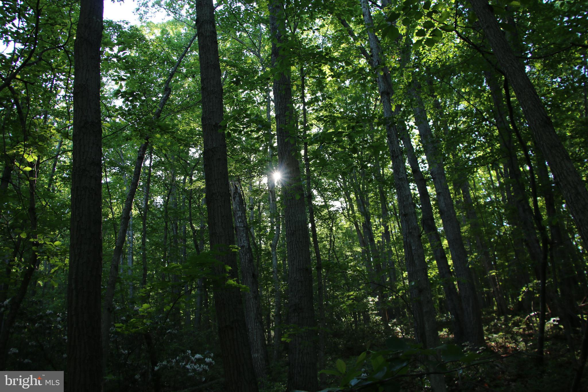 Naked Creek Road Elkton, VA 22827 - Photo 21 of 41