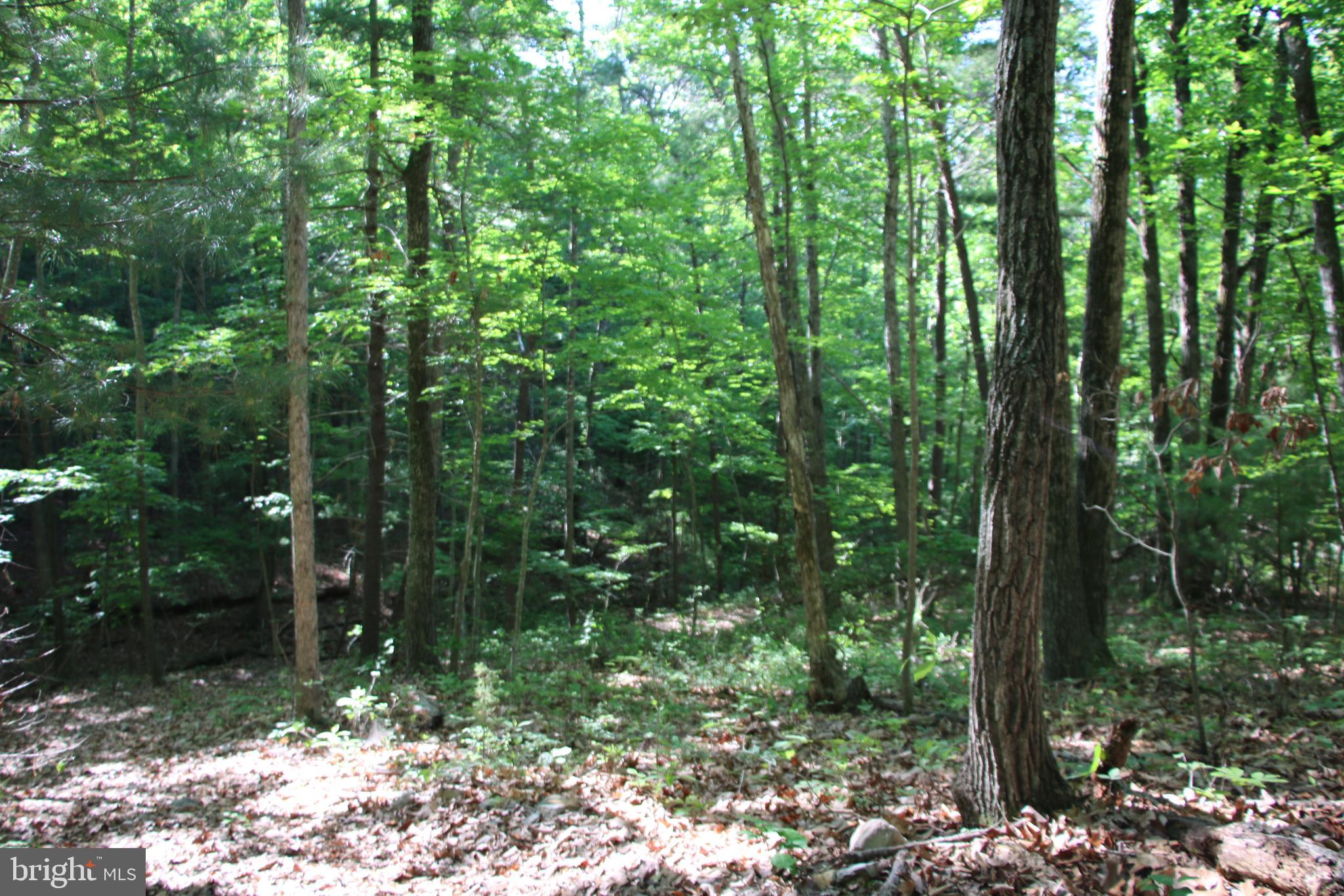 Naked Creek Road Elkton, VA 22827 - Photo 23 of 41