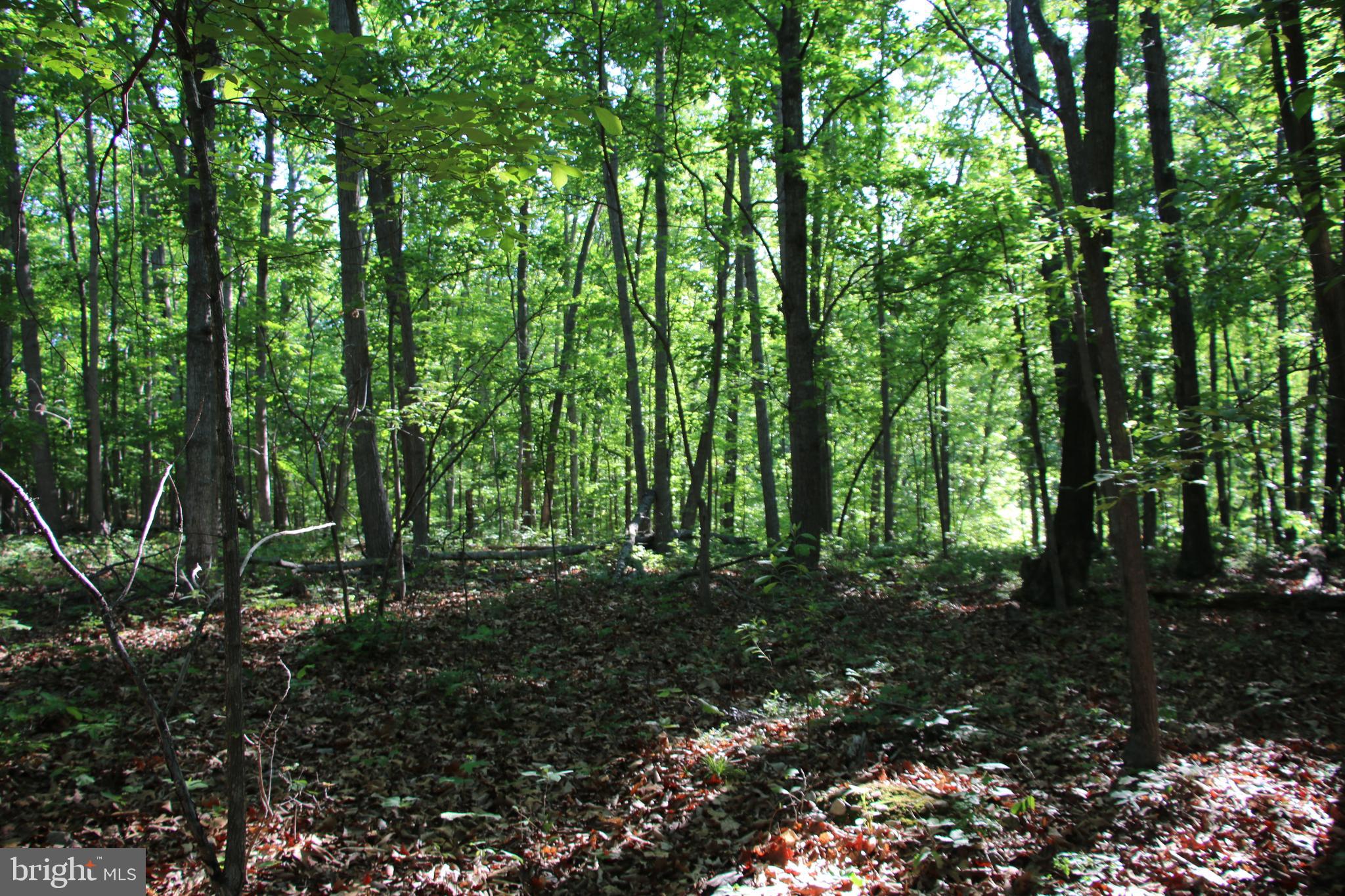 Naked Creek Road Elkton, VA 22827 - Photo 25 of 41