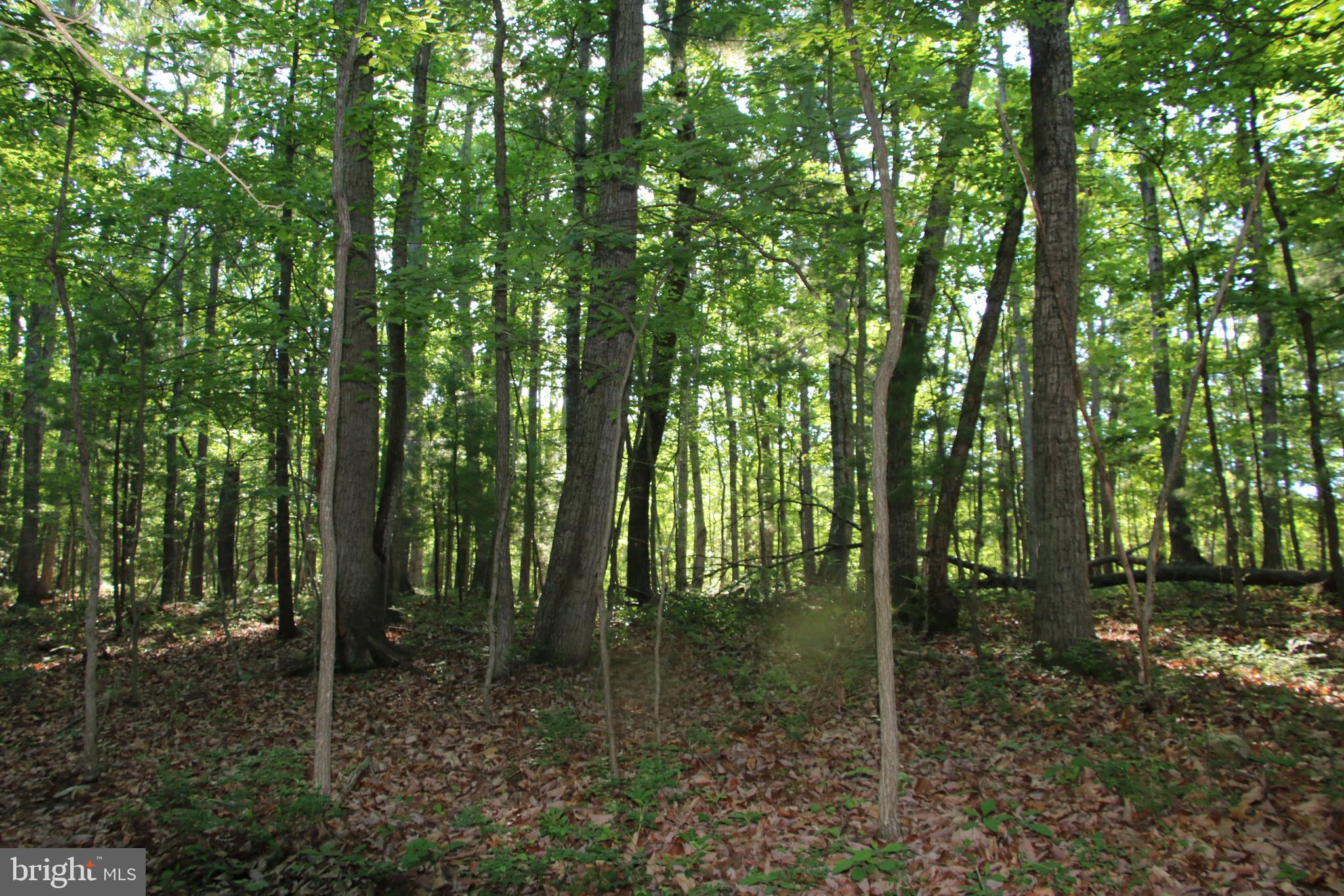 Naked Creek Road Elkton, VA 22827 - Photo 27 of 41