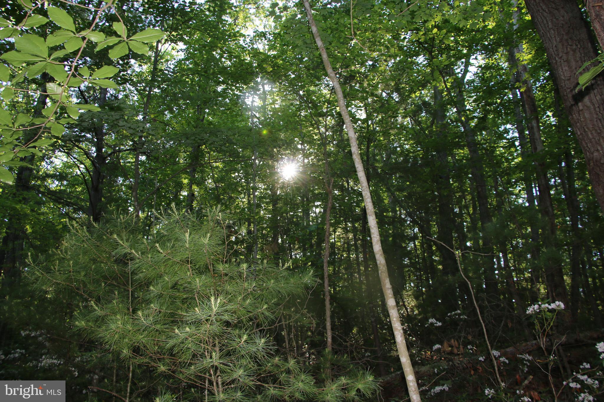 Naked Creek Road Elkton, VA 22827 - Photo 28 of 41