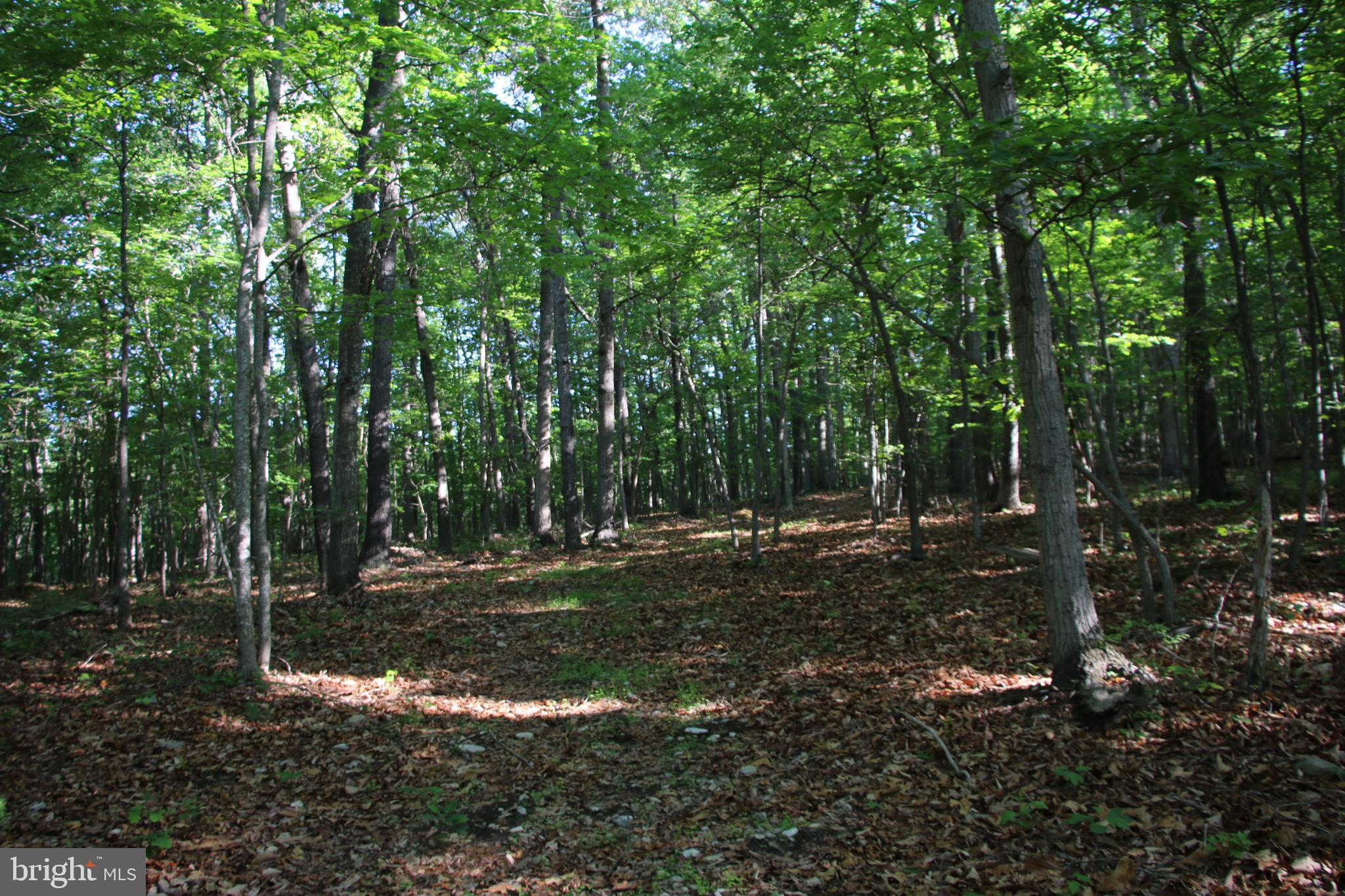 Naked Creek Road Elkton, VA 22827 - Photo 8 of 41