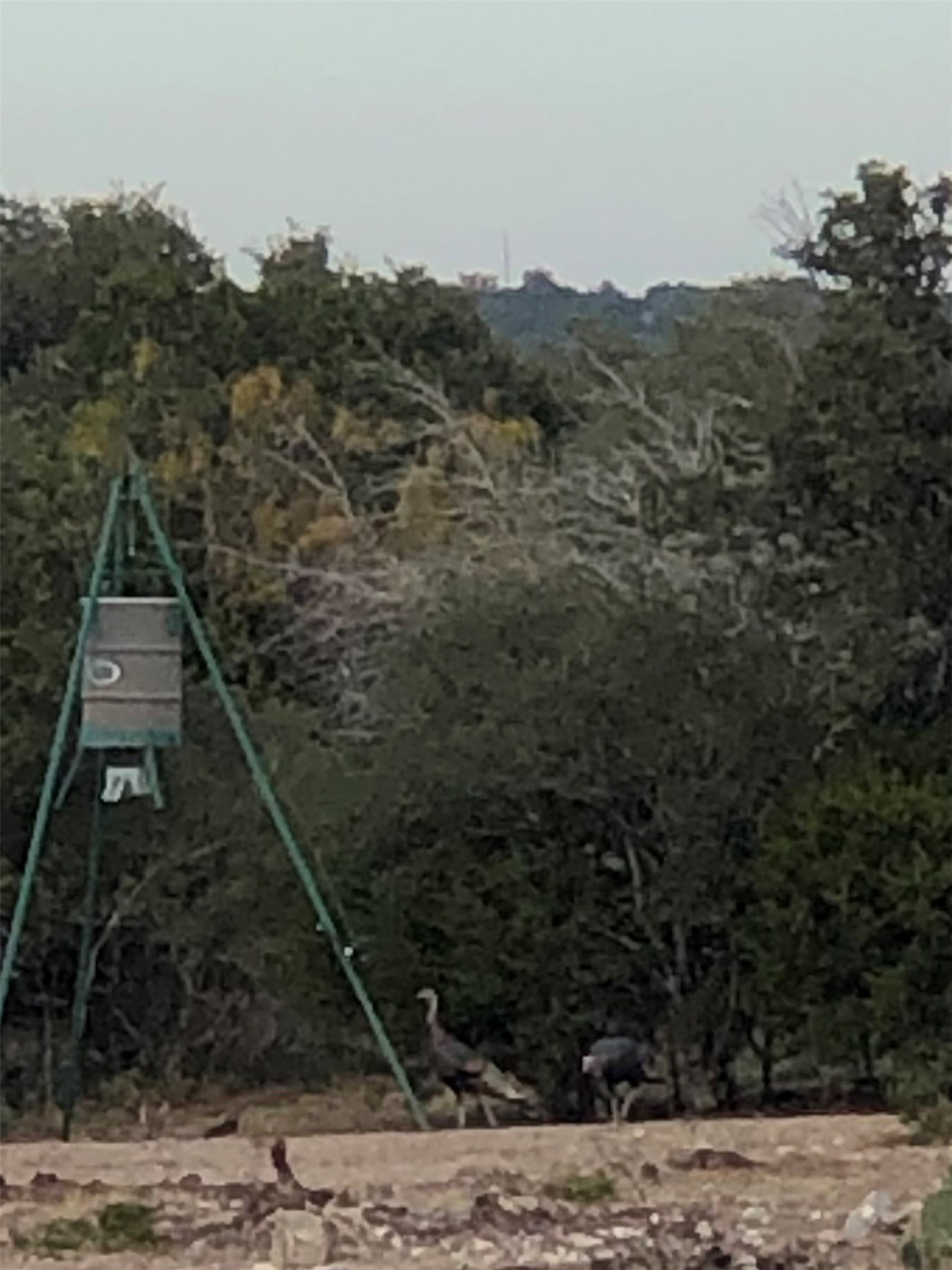 Tbd Tbd Pinon Pine Rocksprings, TX 78880 - Photo 12 of 18