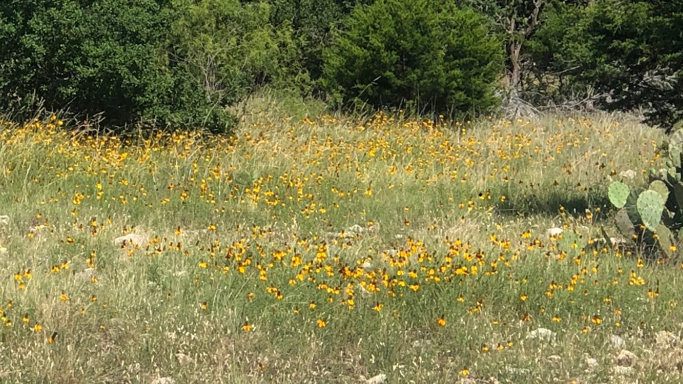 Tbd Tbd Pinon Pine Rocksprings, TX 78880 - Photo 6 of 18