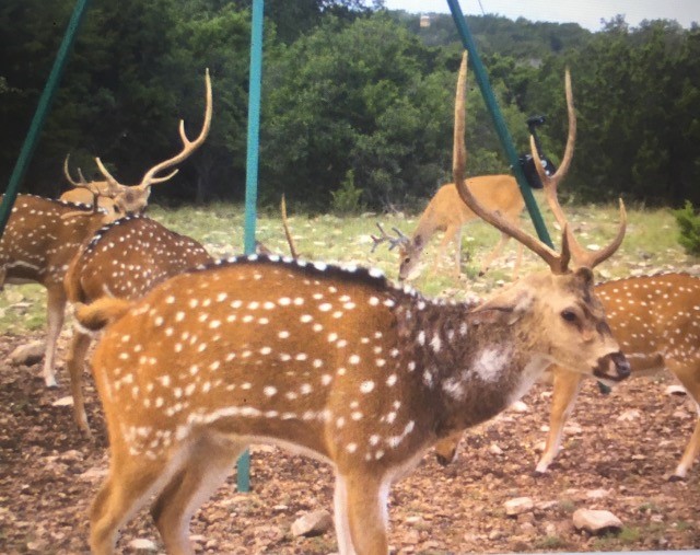 Tbd Tbd Pinon Pine Rocksprings, TX 78880 - Photo 7 of 18