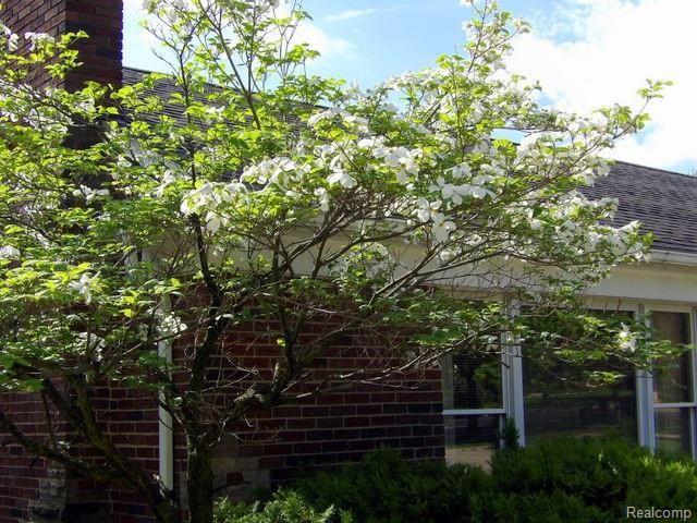 9681 Allen Road Allen Park, MI 48101 - Photo 5 of 65 05. BEAUTIFUL DOGWOOD TREE!