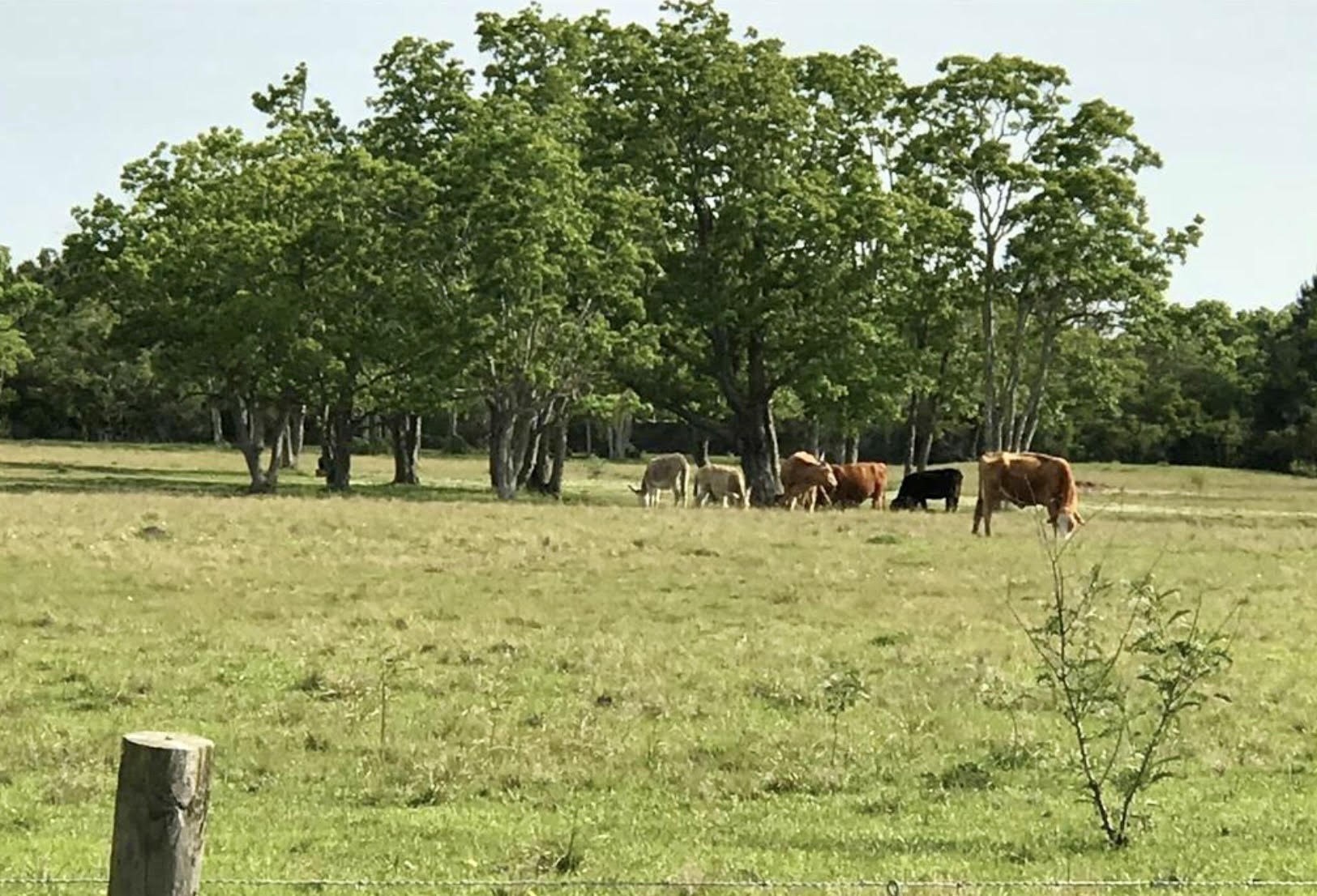 Tbd Eagle Road Anahuac, TX 77514 - Photo 6 of 9 a view of yard with green space