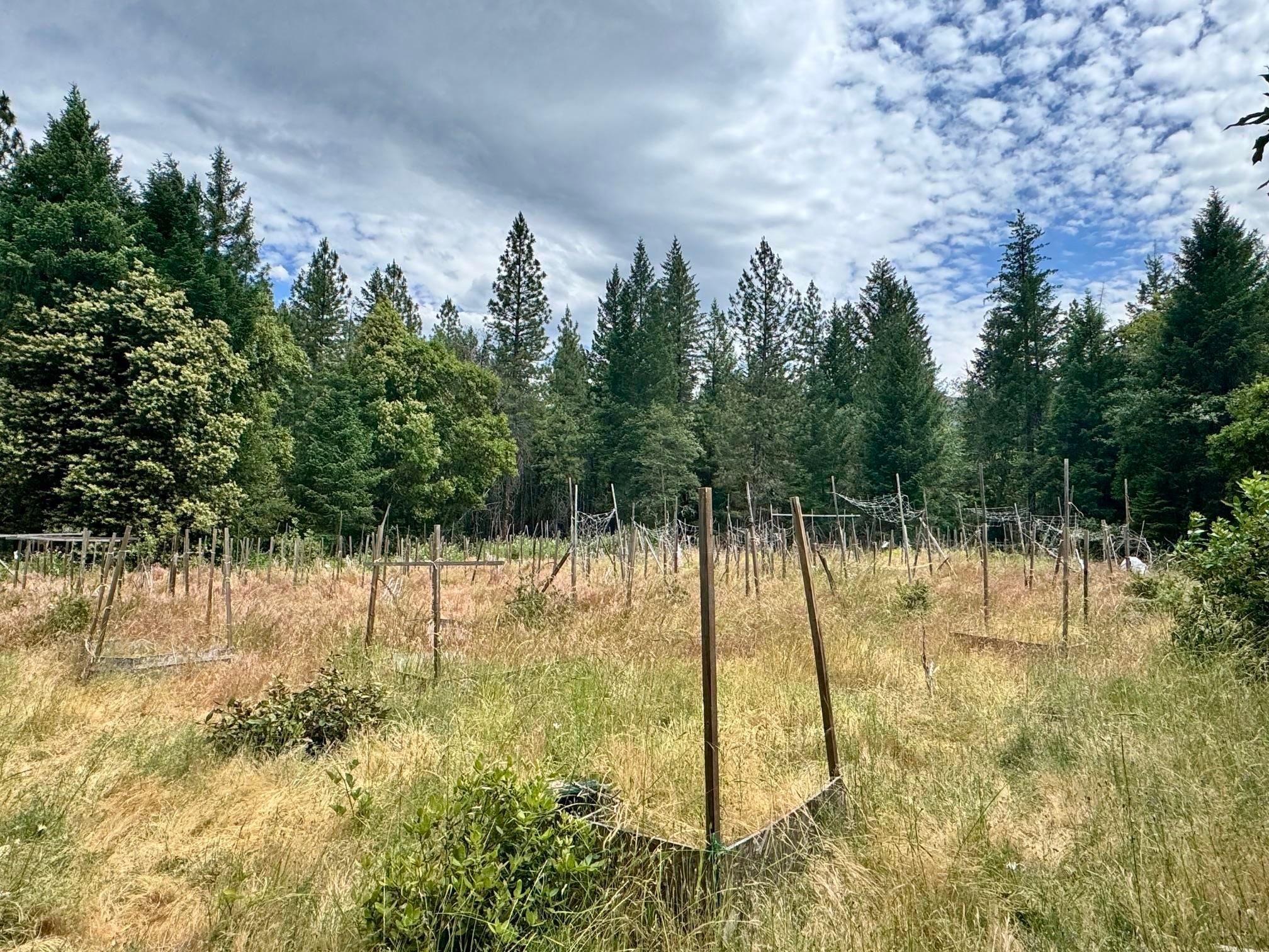 3.2 Miles Out China Grade Road Happy Camp, CA 96039 - Photo 1 of 11 Gallery Image 1