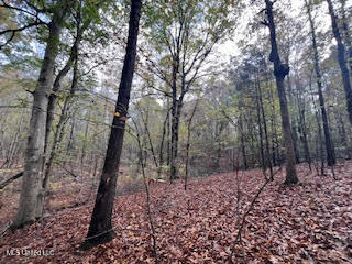 Perry Chapel Road Ashland, MS 38603 - Photo 18 of 27 unnamed (10)