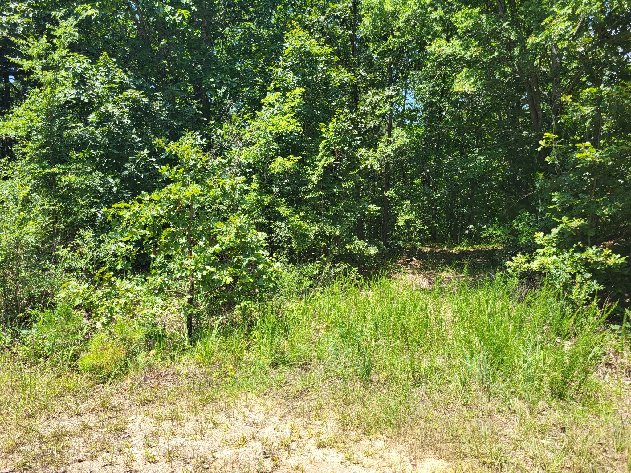 8 Birdsong Road Holladay, TN 38341 - Photo 5 of 5 a view of a yard