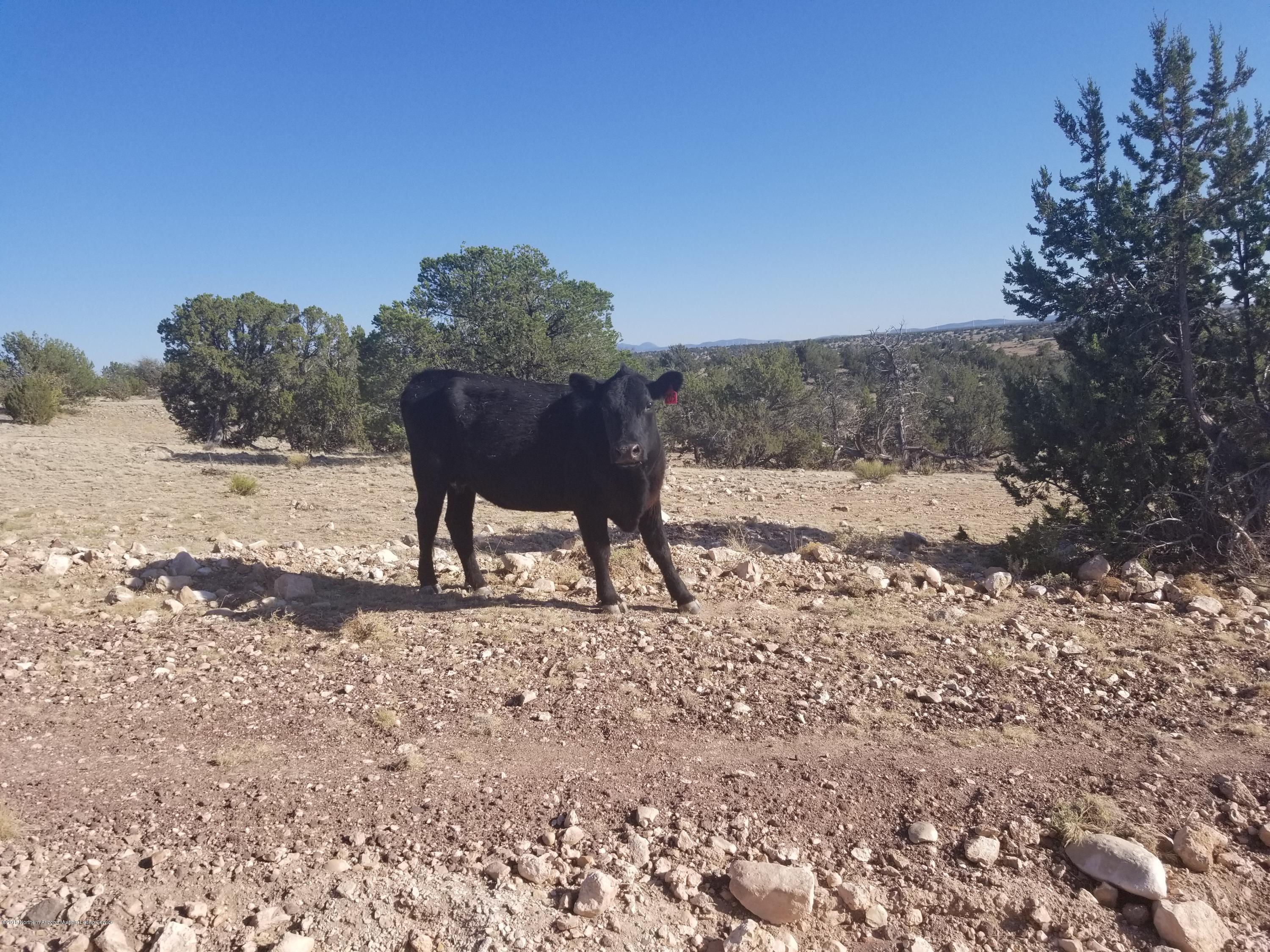 6469 South Rising Sun Road Williams, AZ 86046 - Photo 8 of 10 Roaming Cattle