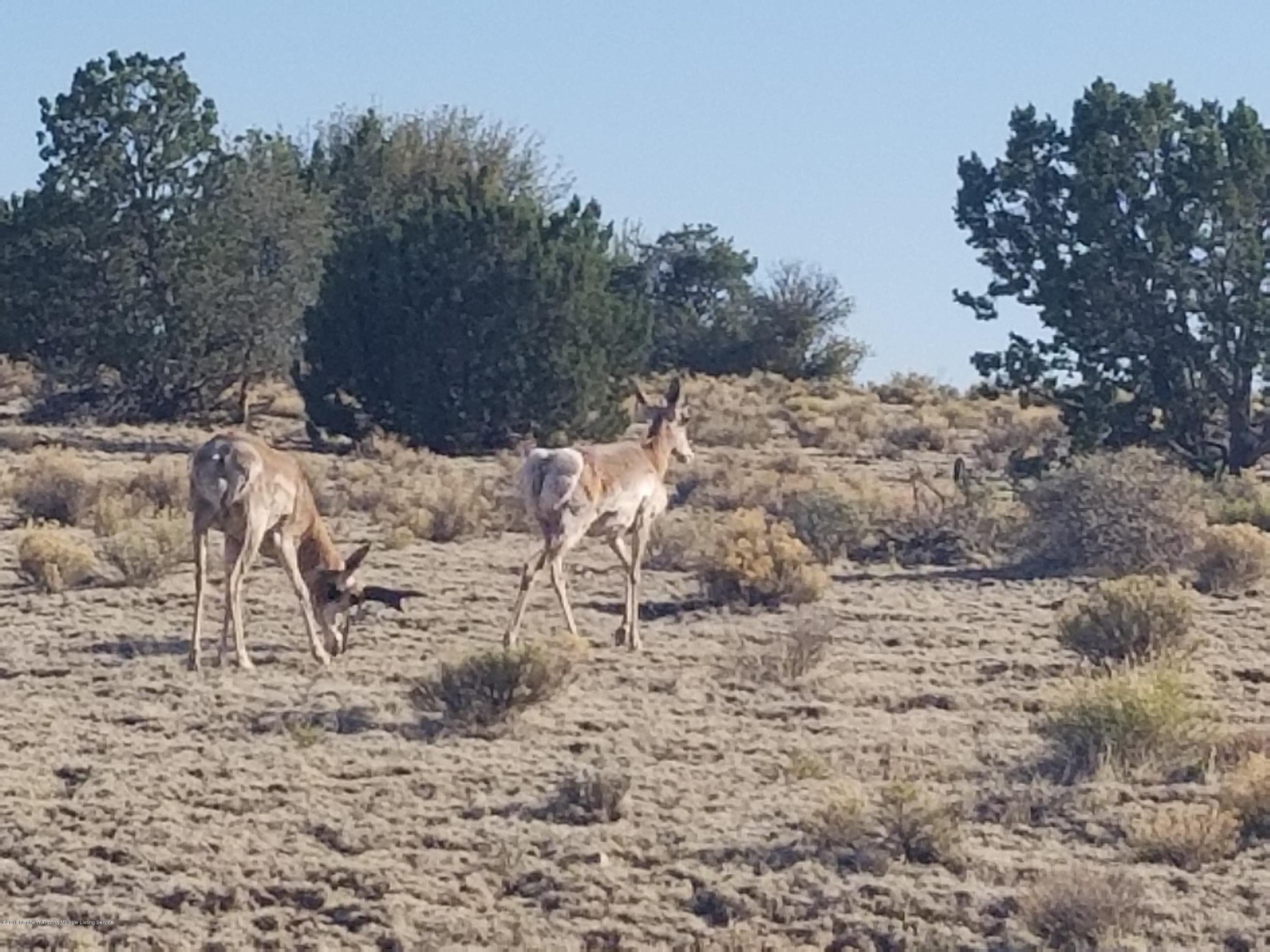6469 South Rising Sun Road Williams, AZ 86046 - Photo 9 of 10 Antelope Near Parcel