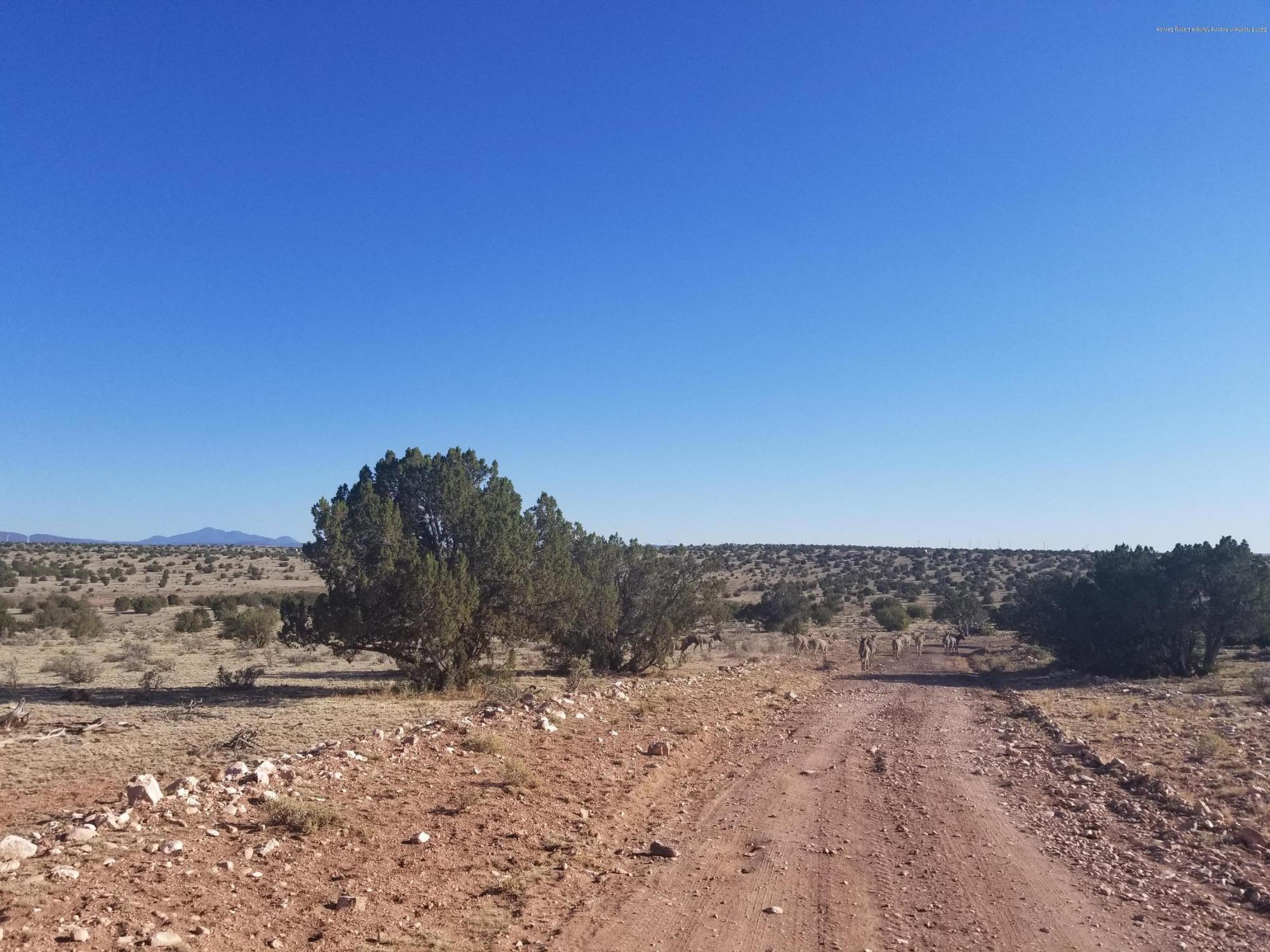 6469 South Rising Sun Road Williams, AZ 86046 - Photo 10 of 10 Wild Burros